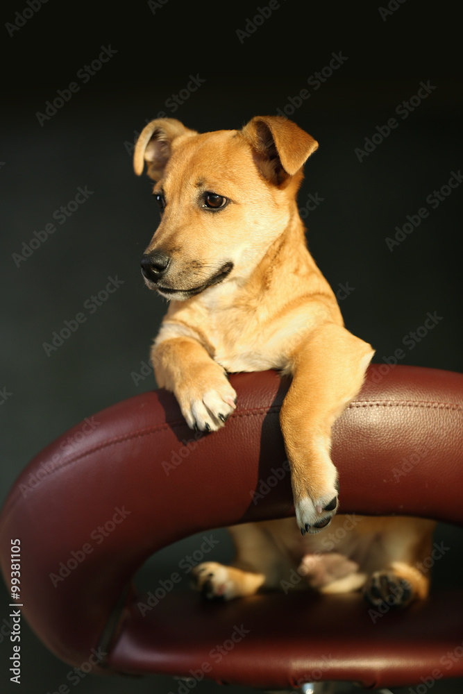 Small funny cute dog sitting on bar stool on grey background