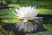 White Lotus Flower Reflect With The Water In The Pond