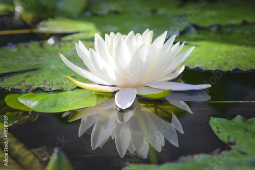 Fleur de lotus blanc reflète avec l'eau dans l'étang Poster