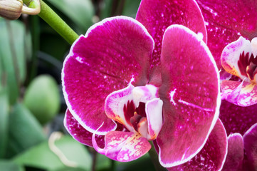 Pink orchid flower