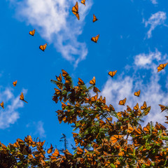 Monarch Butterflies on tree branch in blue sky background, Michoacan, Mexico
