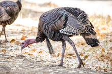 Wild Turkey Hen Or Female Feeding On A Spring Day