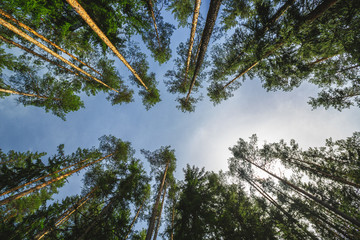 Wall Mural - fresh green trees in the beautiful mountain wood