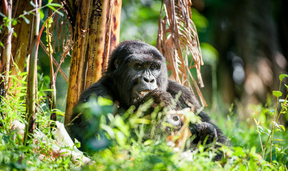 Wall Mural - Portrait of a mountain gorilla at a short distance.  gorilla  close up portrait.