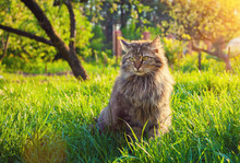 Cute Siberian Cat Relaxing On The Grass