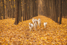 Herd Of Goats Walking Through The Autumn Forest