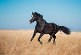 Fototapeta Konie - Black horse stay in the yellow field with the tall grass