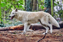 Gray Wolf (canis Lupus) In Its Natural Habitat.