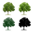 Baum in vier unterschiedlichen Illustrationstechniken - Platane