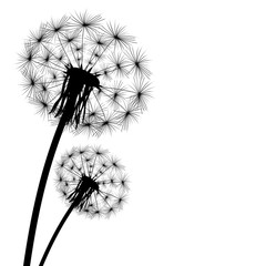 Wall Mural - black silhouette of a dandelion on a white background