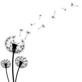Fototapeta Kwiaty - black silhouette with flying dandelion buds on a white backgroun
