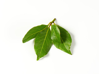 Canvas Print - Fresh bay leaves