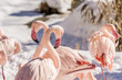 canvas print picture - Flamingos in sonniger Winterlandschaft