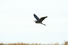 Great Blue Heron Wings High