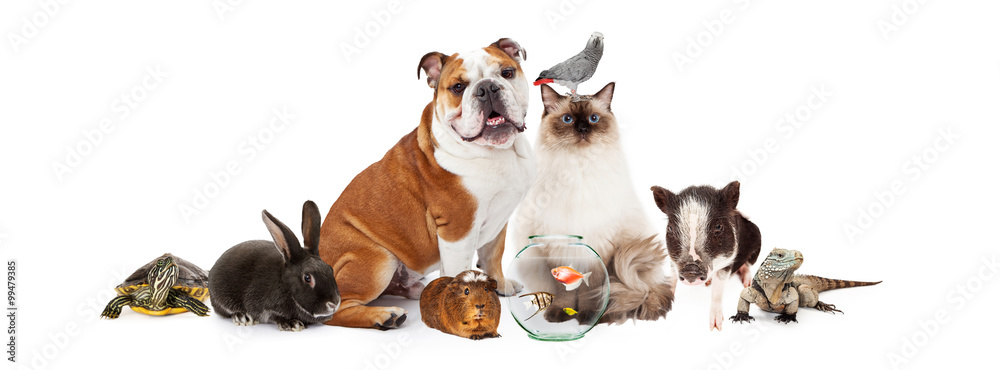 Obraz na płótnie Collection of Domestic Pets Together w salonie