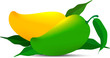 Mango vector, green and yellow mango on leaves design