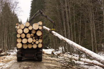 Woodcutter using a chain saw to cut the tree trunk into logs