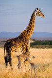 Female giraffe with a baby in the savannah. Kenya. Tanzania. East Africa. 