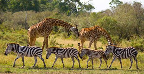 Wall Mural - two giraffes in savannah with zebras. kenya. tanzania. east africa. an excellent illustration.