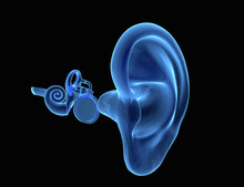 3D Human Ear Anatomy