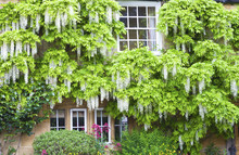 Flowering White Wisteria Surrounding Windows In Charming English Stone Cottage