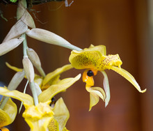 A Yellow Wild Orchid In Costa Rica Shares A Face With Us.  Seen Near The Arenal Volcano