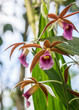 A Wild Orchid climbs in a Costa Rica Jungle