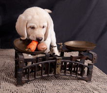 Labrador Puppy Eats A Carrot