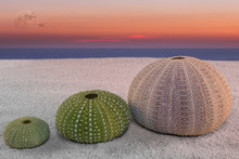 Sea Urchin And Sunset