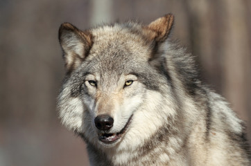  loup sauvage 