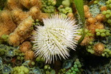 Fototapeta Kuchnia - Variegated sea urchin Lytechinus variegatus