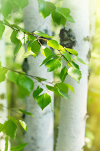 Young Birch Trees With White Trunks And Fresh Green Leaves