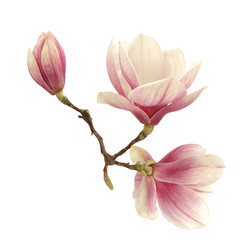 Fotomurales - magnolia 