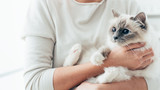 Fototapeta Koty - Happy cat in her owner's arms