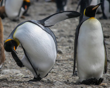 King Penguins (Aptenodytes Patagonicus) In Antarctica