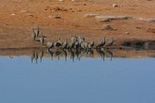 Perlhühner (Numida Meleagris) Im Etosha Nationalpark
