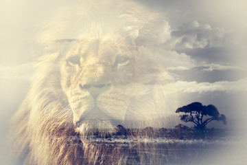 Wall Mural - double exposure of lion and mount kilimanjaro savanna landscape.