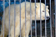 Polar Bear Behind Bars In A Zoo Cage