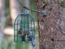 Squirrel In Squrirrel Proof Bird Feeder