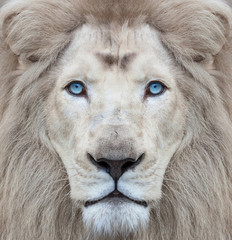 White lion with blue eyes portrait, looking straight at the camera