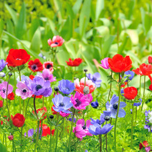 Anemone Flowers On Field