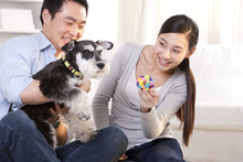 Young Couple Playing With A Pet Schnauzer