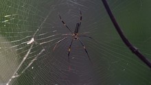 Golden Orb Weaver Spider On The Web That Shaking With The Wind