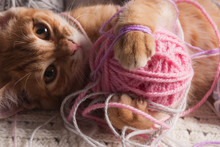 Kitten Next To A Ball Of Yarn
