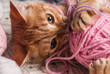 kitten next to a ball of yarn