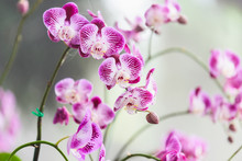 Purple Orchids Flowers In The Garden
