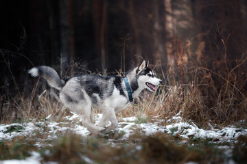 Wall Mural - Dog Siberian Husky walking