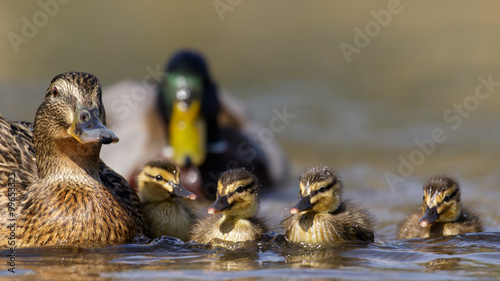Fotografía Mallard family (Anas platyrhynchos)