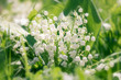 Spring flowers - Lily of the valley in the garden