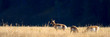 Antelope - Pronghorn antelope graze in Yellowstone's fall grasses.